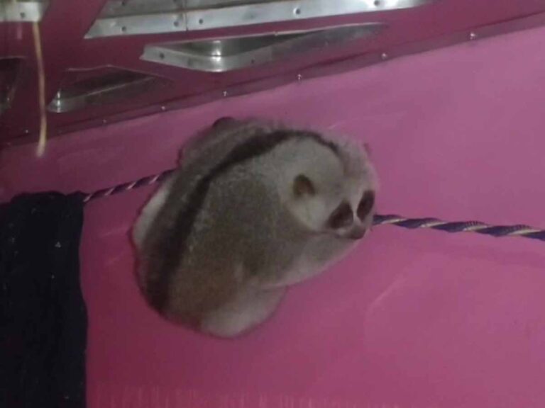 Na u Dribar Trok shimti u rangbah ban pynlait im ia u mrad Slowloris  ba la sakma