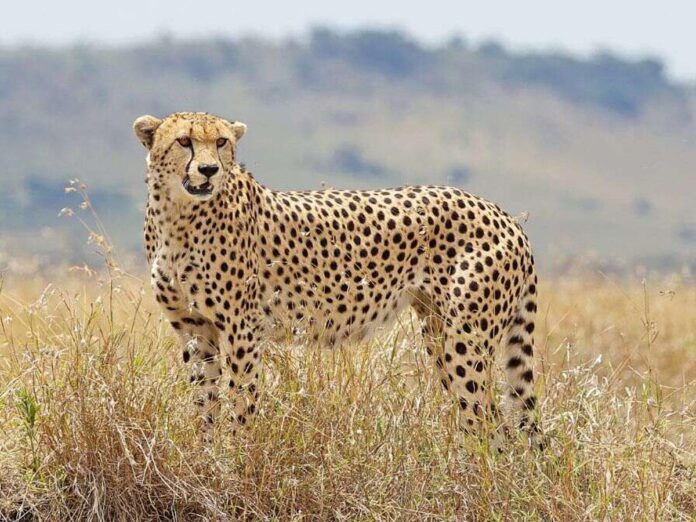 Namibia