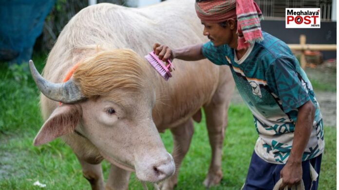 Rare Albino Buffalo Saved From Eid Sacrifice Shifted To Bangladesh National Zoo