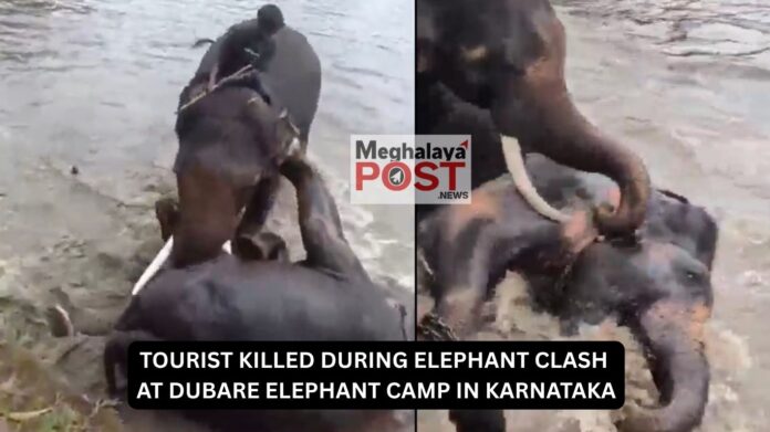 Tourist Killed During Elephant Clash At Dubare Elephant Camp In Karnataka