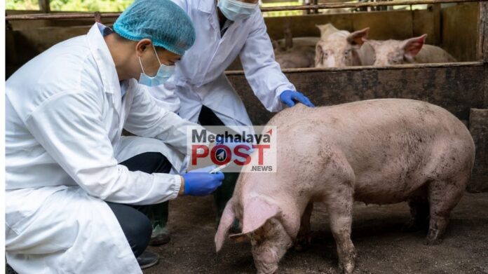 African swine fever hit Meghalaya, sale of pork from infected zones banned