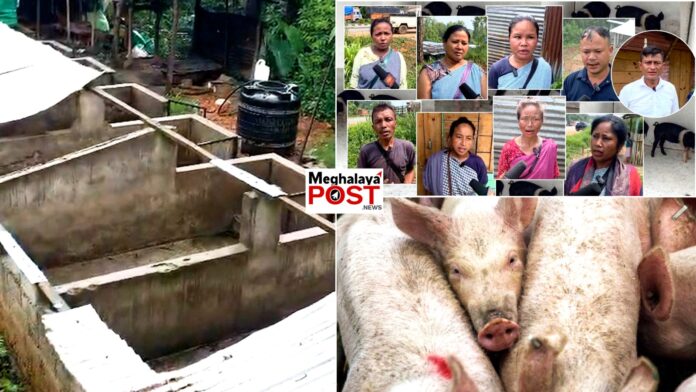 Pig Farmers In Ri Bhoi Allege Asf Outbreak Linked To Imported Pigs