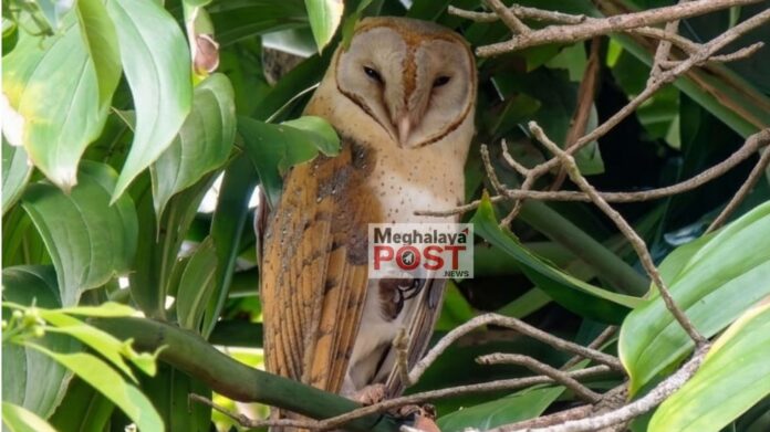 Barn Owl Spotted at Shillong's Lumjingshai Complex Highlights Urban Wildlife Presence