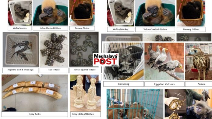DRI Cracks Down on Wildlife Trafficking Networks, Seizes Over 440 Protected Animals; 33 Arrested