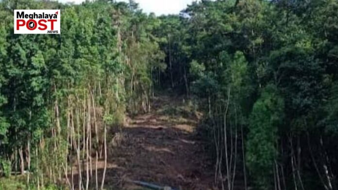 Over 500 Trees Cut In Shillong Peak Forest For Tourist Ropeway Project